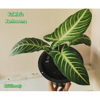 ซันโตโซมา ซันโตโซ่มา ซันโตโซม่า หรือ Zanthosoma lindenii