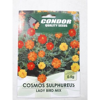 COSMOS SULPHUREUS LADY BIRD MIX FLOWER SEEDS FOR PLANTINGสวน/เด็ก/ผู้ชาย/เมล็ด/เสื้อ/สร้อยข้อมือ/พาสต้า/กระโปรง/บ้านและส