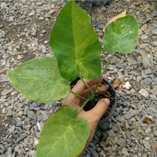 🌿ออดิบหยาดพิรุณ”  Colocasia Thai Giant Variegated