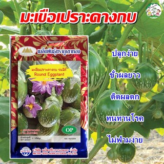 เมล็ดมะเขือเปราะคางกบ รณพีร์ (Round Eggplant) เมล็ดพันธุ์ เมล็ดพันธุ์ผัก เมล็ดพันธุ์พืช ผักสวนครัว ตราภูเขาทอง