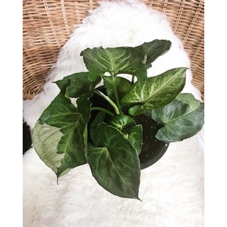 Syngonium T24 [ของแท้] ไม้ตระกูลเงินไหลมา T24