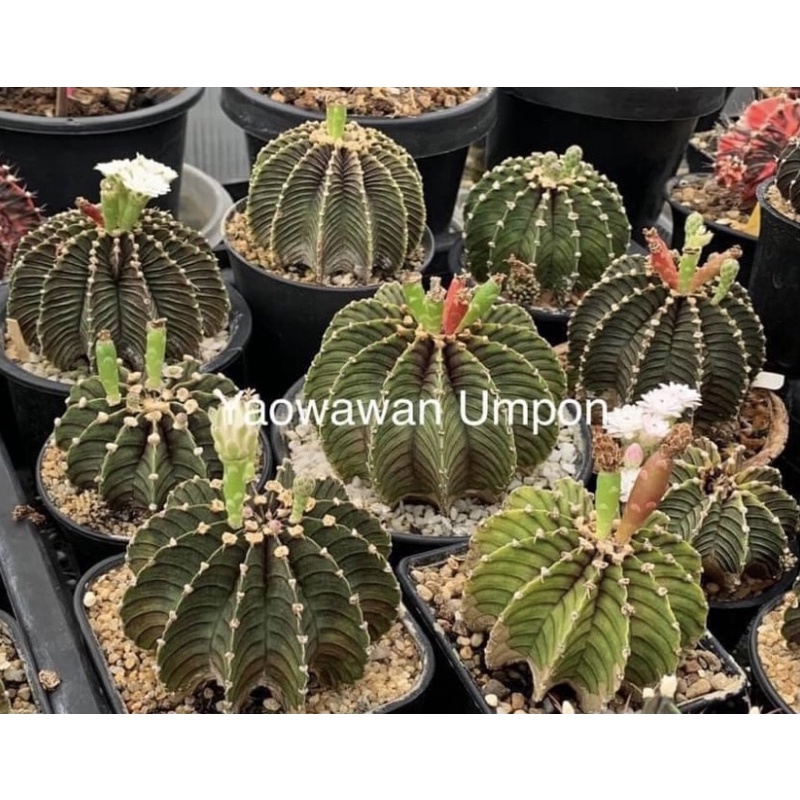 เมล็ด LB 2178 แท้ x LB 2178 แท้ ชุดละ 150 เมล็ด