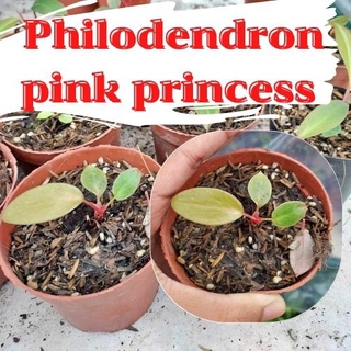 1 กระถาง ต้นพิงค์ปริ้นเซส Philodendron pink princess พิ้งปริ้นเซส เจ้าหญิงสีชมพู คละต้นจัดส่งพร้อมกระถาง