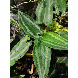 Schismatoglottis Wallichii Plant (live)头饰/种子/苹果/芹菜/手链/玫瑰/花园/男装/生菜/香菜//กุหลาบ CYHR