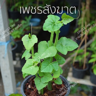 ต้นเพชรสังฆาต เพชรสังฆาต  บำรุงกระดูก แก้ริดสีดวง พร้อมปลูก ปลูกง่ายชอบแสงจัด