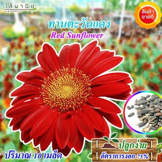 เมล็ดดอกทานตะวันแดง 10 เมล็ด  ปลูกง่าย เมล็ดคุณภาพ