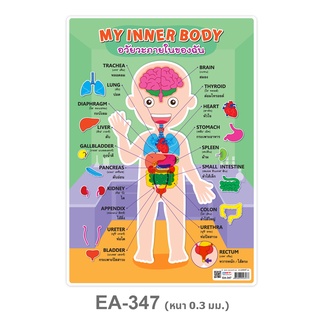 โปสเตอร์พลาสติก A4 คำศัพท์อวัยวะภายในของฉัน EA-347