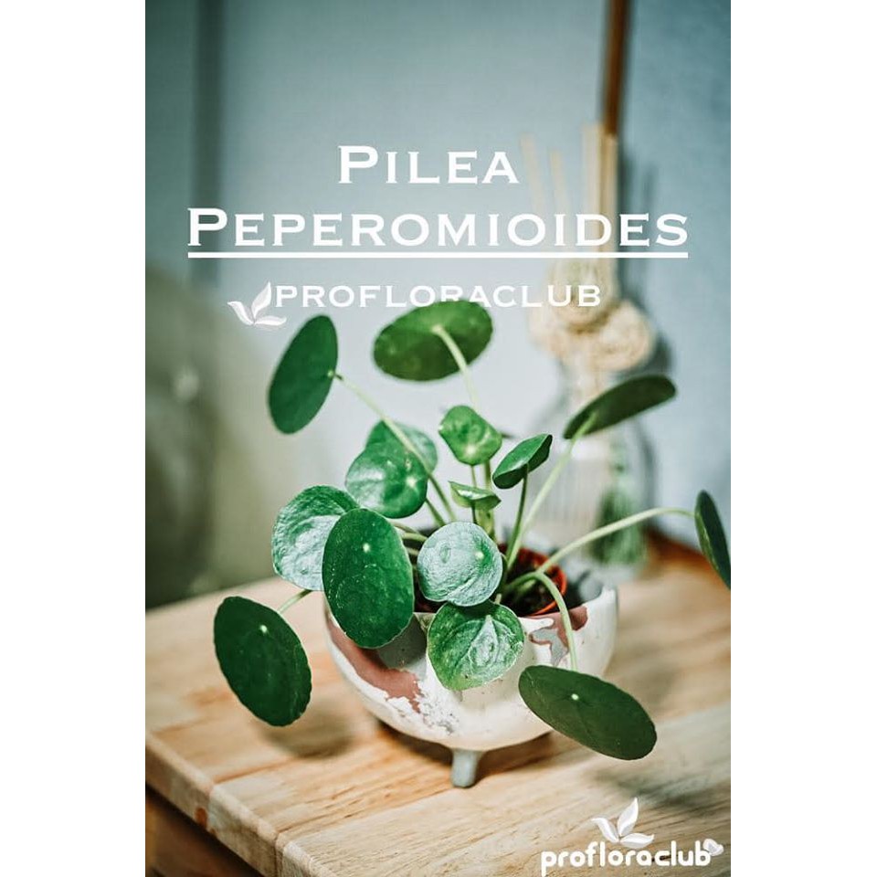 ต้น Pilea peperomioides