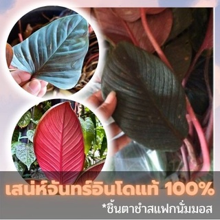 ชิ้นตาต้นเสน่ห์จันทร์สายพันธุ์นำเข้าจากอินโดแท้ 100% สายพันธุ์ไม้หายาก ใบสวยจัดๆ คัดข้อตาชัด พร้อมส่ง