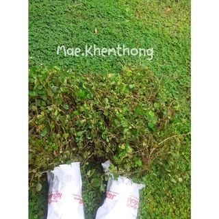 หญ้าเกล็ดหอย พืชคลุมดิน มัดละ 50฿(หนัก 250 กรัม)