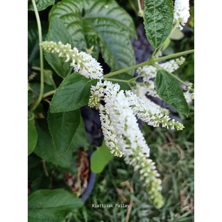 ราชาวดี Butterfly Bush