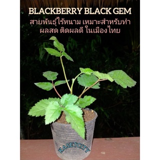 แบล็คเบอร์รี่สายพันธุ์..Black..Gem...เหมาะกับอากาศเมืองไทย