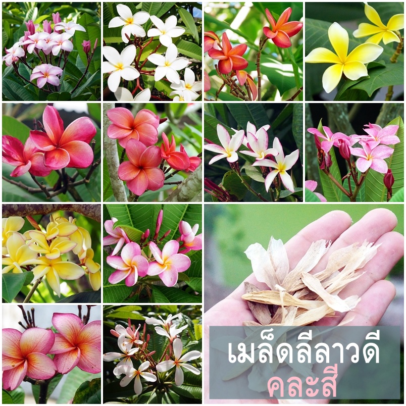 เมล็ดลีลาวดี เมล็ดลั่นทม ลุ้นสีแปลก แบบคละ20เมล็ด/ชุด ไม้ประดับ ไม้สวน