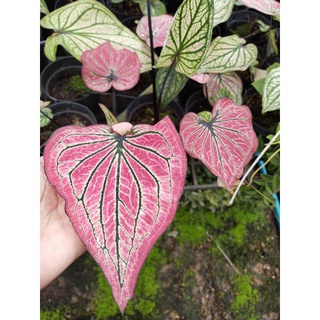 บอนสีศรีเบญจรงค์ กัดสี caladiums