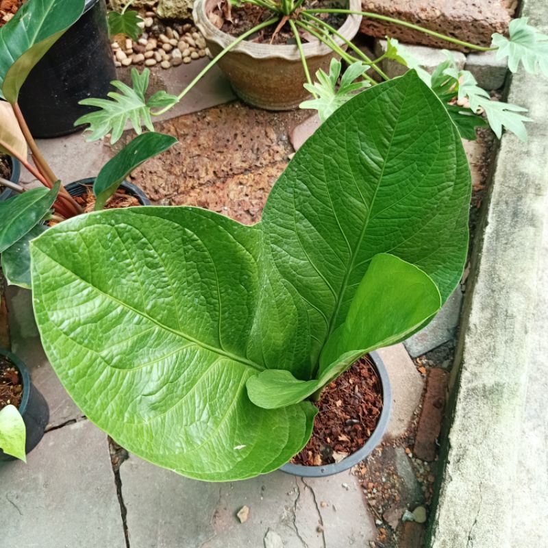เศรษฐีเงินหนา (Anthurium jenmanii Engl.) ขนาดกระถาง8นิ้ว