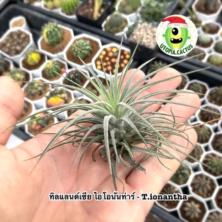 ทิลแลนด์เซีย ไอโอนันท่าร์ - T.ionantha . ทิลแลนเซีย (Tillandsia