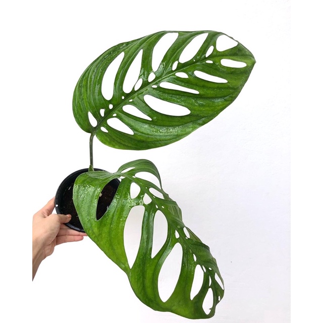 monstera   esqueleto