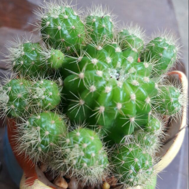 How To Register Shopee : มอนสเตอร่าบ้านสวนอ้อ, ร้านค้าออนไลน์ | Shopee