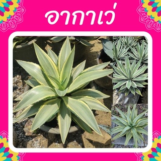 ต้นอากาเว่ อากาเว่ปากนกแก้ว อากาเว่ด่าง