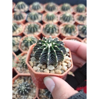 ยิมโน LB 2178 ตัวแท้ ! กระถาง 2 นิ้ว 🦚🌵🦚🌵🦚