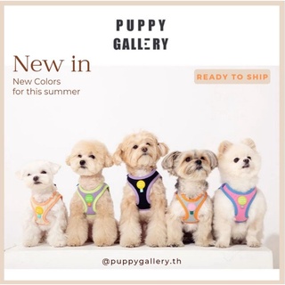 Puppy Gallery - Plus Alpha soft harness ฮาเนส เสื้อรัดอกสุนัข สไตล์เกาหลี สายรัดอกสุนัขสีทูโทน น่ารัก step in harness