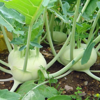 เมล็ดพันธุ์ กะหล่ำปม สีเขียว (Green Vienna Kohlrabi Seed) บรรจุ 300 เมล็ด