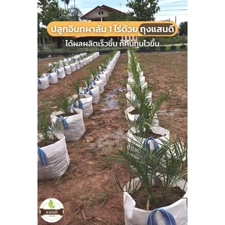 🌱ถุงเพาะปลูก​ แบบมีหูหิ้ว​ ปลูกมะนาว​ ปลูกมะละกอ​ ถุงใส่ต้นไม้ใหญ่🍄🌱