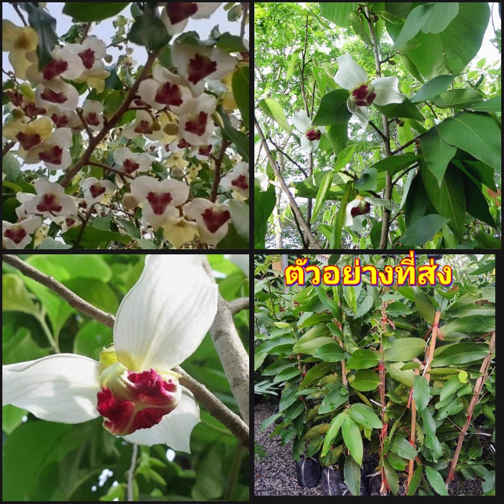 (1ต้น) ต้น ทาบกิ่ง ดอก มหาพรหมราชินี ต้นมหาพรหมราชินี Mitrephora sirikitiae Weerasooriya