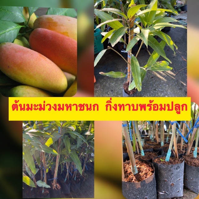 ต้นมะม่วงมหาชนกชุดนี้กิ่งเสียบยอด❗️ขนาดกิ่ง70-100cm พร้อมปลูก ปลูก1ปีครึ่งได้ลูก🌱