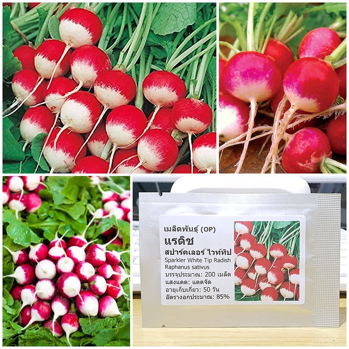 เมล็ดพันธุ์ แรดิช สปาร์คเลอร์ Sparkler White Tip Radish Seed บรรจุ 200 เมล็ด คุณภาพดี ของแท้ 100%