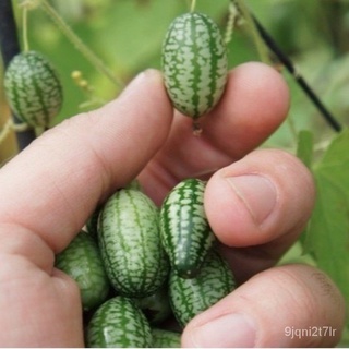 ผู้ผลิตเมล็ดพันธุ์/เมล็ดพันธุ์ แตงกวาจิ๋ว เม็กซิกัน (Mexican Sour Gherkin Cucumber Seed) บรรจุ /เมล็ด เมล็ดพันธุ์ ต้น