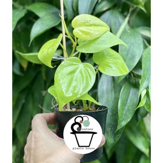 พลูบราซิลทอง Philodendron Brasil