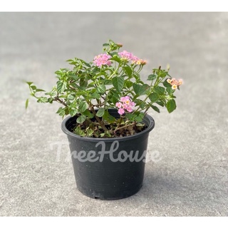 ผกากรอง กระถาง 6 นิ้ว / Lantana camara L.pot 6