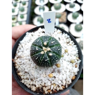 แอสโตรไฟตัม astrophytum เลือกหน้าได้ ส่งแบบถอดกระถาง