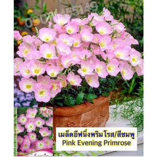 เมล็ดอีฟนิ่งพริมโรส/สีชมพู yellow/Pink Evening Primrose เมล็ดนำเข้า