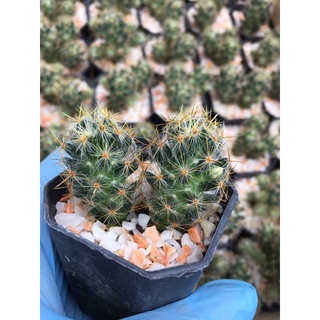 แคคตัสแมมเม็กพริกหนามทอง #cactus# กระบองเพชร#พืชทนแล้ง#ไม้ประดับ#ตกแต่งบ้าน#ตกแต่งคอนโด# จัดสวนถาด