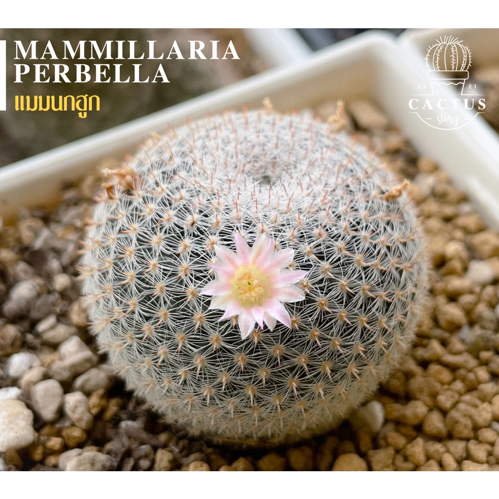 แมมนกฮูก Mammillaria Perbella (อัพเดท 23/11/2024)