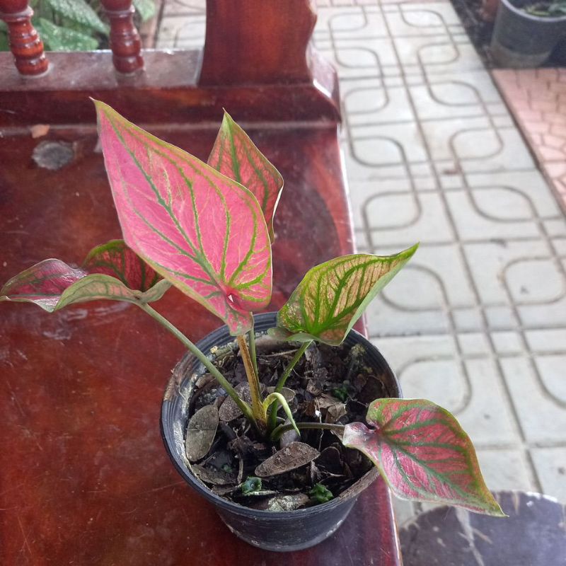 ศิริโชค บอนสี ไม้ประดับ