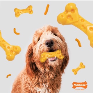 Nylabone ของเล่นขัดฟัน กลิ่น Cheese