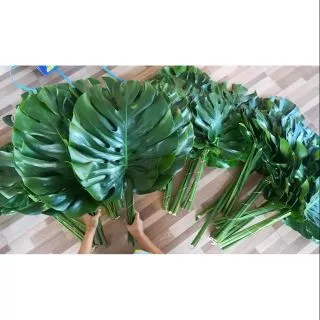 ขายต้นมอนสเตอร่าพันธุ์ไจแอนท์ (Monstera)