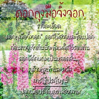 เมล็ดพันธุ์ ดอกถุงมือจิ้งจอก คละสี 200 เมล็ด Digitalis Foxglove เมล็ดพันธุ์แท้ นำเข้าจากต่างประเทศ ปลูกผัก สวนครัว ถูกดี