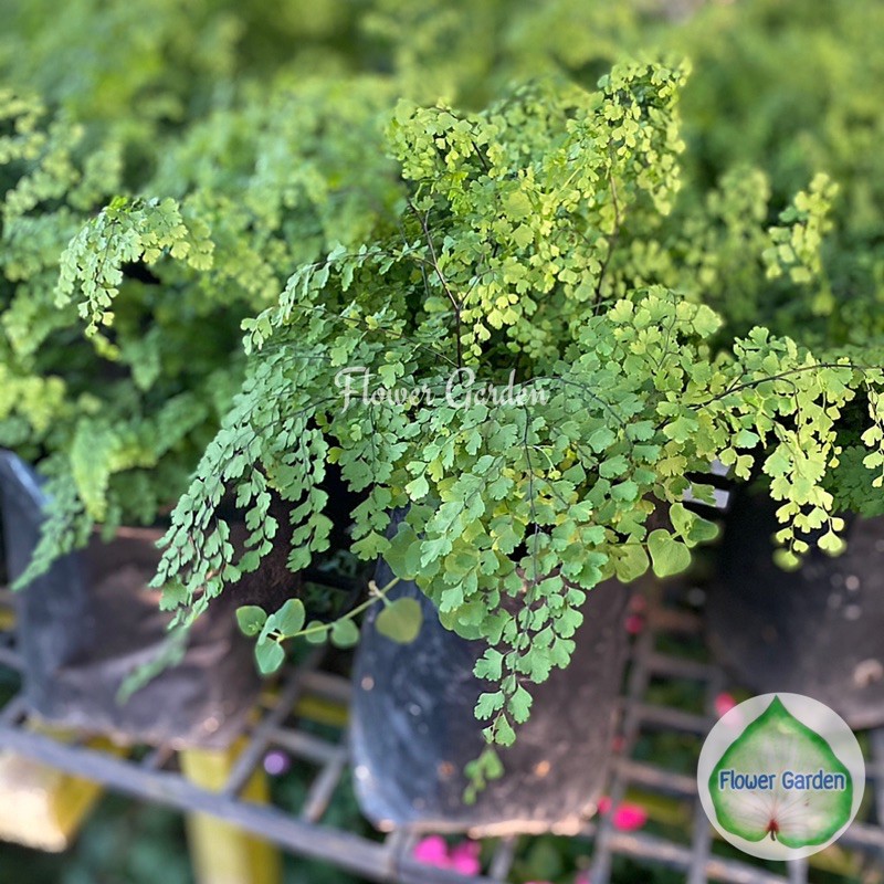 F151 เฟิร์นก้านดำ "เฟิร์นก้านดำใบเล็ก" (Bush Maidenhair Fern/Common Maidenhair Fern) ถุงดำ