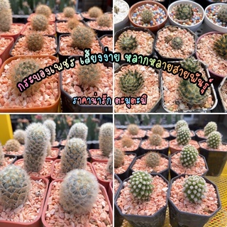 sjcactus แคคตัส กระบองเพชร mammillaria จัดส่งแบบถอดกระถาง