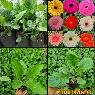 (9สีx9ต้น)(vาย ต้นพันธุ์) ดอก ต้น ดอกเยอบีร่า เยอบีร่า gerbera ณัฐณิชา