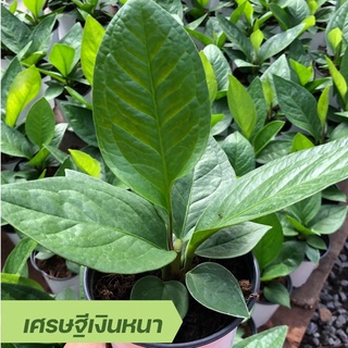 🍀ต้นเศรษฐีเงินหนา(ใบหญ้า) หรือต้นหน้าวัวใบ (Anthurium) ไม้มงคล