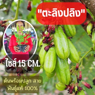 (ขนาดเล็ก) จัดเซ็ท2ต้น ต้นพันธุ์ตะลิงปลิง สูง 15 ซม. เปรี้ยวเปรี้ยว เปรี้ยวปรี๊ด ต้นพันธุ์พร้อมปลูก ตะลิงปลิง พร้อมส่ง