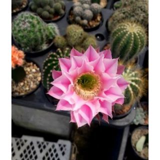 แคคตัส อิชินอป ไฮบริด แองเจิ้ล ดอกสีชมพู (Echinopsis Hybrid Angel)