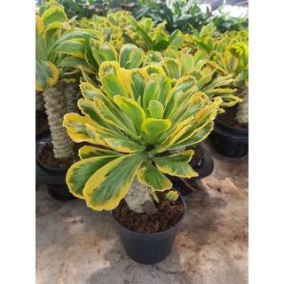 Euphorbia Poissonii ชื่อไทย ต้นมังกรทอง, ต้นทองอำพัน(แล้วแต่เรียกค่ะ) สีสวย ต้นแข็งแรง ปลูกในกระถาง 4นิ้ว