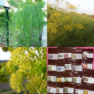 เมล็ดพันธุ์ ผักชีลาว เทียนข้าวเปลือก (Sweet Fennel) บรรจุ 200 เมล็ด ต้นใหญ่ กอใหญ่