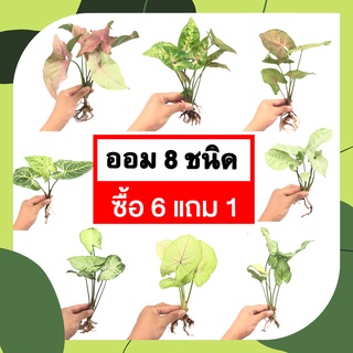 (ซื้อ 6 แถม 1) รวมออม 8 ชนิด ต้นไม้เลี้ยงในน้ำ ต้นไม้ปลูกน้ำ ออมเงิน ออมทอง ออมเงินไหลมา ออมชมพู ไม้ฟอกอากาศ